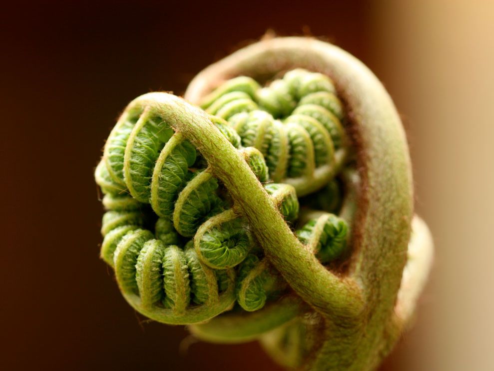 “Harmony” a Main Key to Embody to Qualify for Ascension